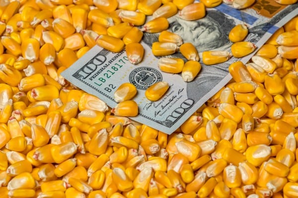 corn market usd dollar In May, the US Increased the Use of Corn for Ethanol