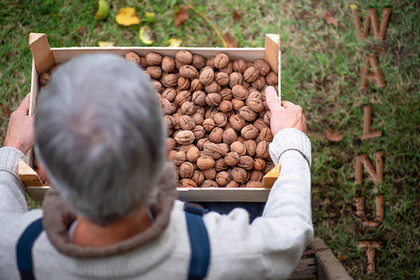 Walnut Increasing Export of Iranian Walnuts Walnut Industry Expects Larger Crop - Nourishing India's Nutty Dreams: California Walnuts' Ascension - A Timeless Emblem of Flavour and Heritage California Walnuts Makes Its Debut in India.