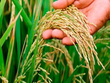 Indian Rice Are Gaining It’s Pace Now – Asian Buyers Buying at the Dip^- Interpreting the Mysteries Behind Soaring Prices of Rice In Indian Markets