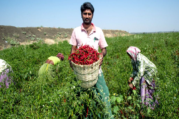 IIHR Develops Multiple Disease-Resistant Chilli Varieties